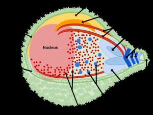 Plasmodium