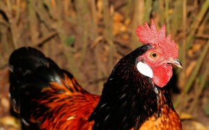 Le poulet maintient les moustiques loin de vous!